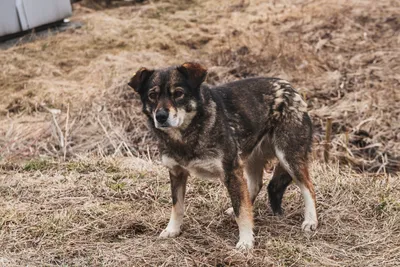 В Приморье для всех собак ввели обязательную маркировку - РИА Новости,  07.02.2022