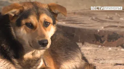 Бездомные собаки напали на детей в Приморье – в районе введен режим ЧС — РБК