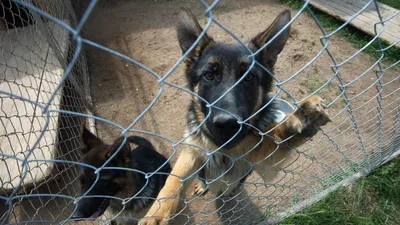 Найдена собака Хаски в районе школы №7, Приморский край | Pet911.ru