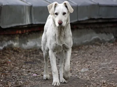 АЗИАТЫ ПРИМОРЬЯ. Алабай/Среднеазиатская овчарка/Central Asian Shepherd dog  | Facebook