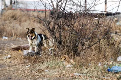 Профессионально вцепилась в горло: бездомные собаки продолжают нагонять  жути на жителей Приморья - KP.RU