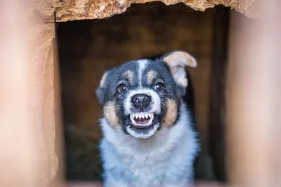 Собаки в Приморье (@primoryedogs) • Instagram photos and videos