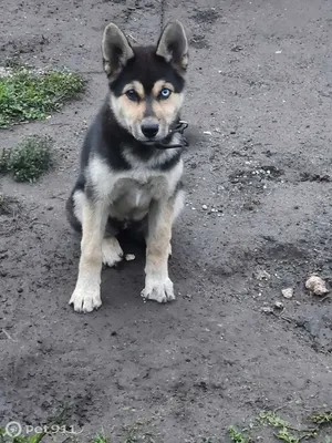 Собаки в Приморье (@primoryedogs) • Instagram photos and videos