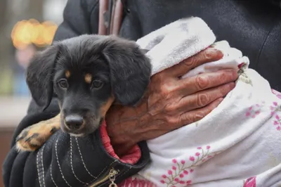 Дикие собаки «захватили» город в Приморье | ОБЩЕСТВО | АиФ Владивосток