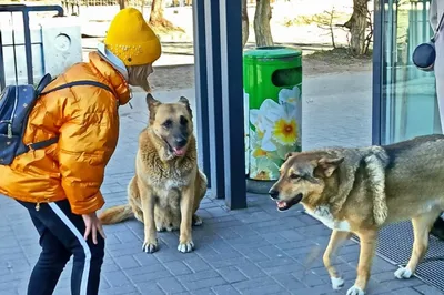 Житель Приморья освободил собаку, примерзшую языком к канализационному люку  - PrimaMedia.ru
