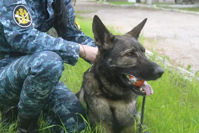В Приморье расследуют нападение стаи собак на ребёнка | ОБЩЕСТВО | АиФ  Владивосток