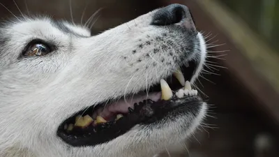 История с пропажей собаки в Приморье закончилась совершенно неожиданно