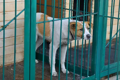 Покусанная бездомными собаками пенсионерка получит 300 тысяч компенсации от  ДГО Приморья - PrimaMedia.ru