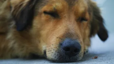 В Артеме Приморского края служебно-розыскная собака Ямайка помогла раскрыть  квартирную кражу | Дума Артёмовского городского округа