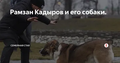 Рамзан Кадыров и его собаки. | семейная стая | Дзен