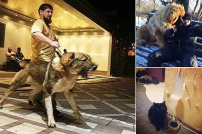 Яшин противопоставил псу Кадырова свою кошку - Рамблер/новости