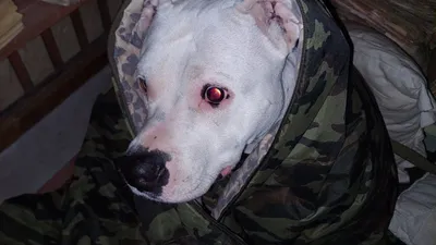 История пса Адольфа из Мариуполя: его хотели убить в Оленовке, подарили  Кадырову, но хозяйка смогла его вернуть