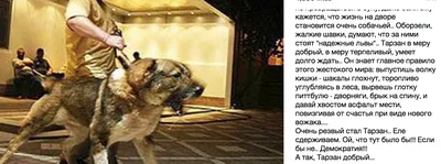 О Кадырове, цепных псах, шакалах и флэшмобе «Гордость России» | Новости |  Краснотурьинск.инфо