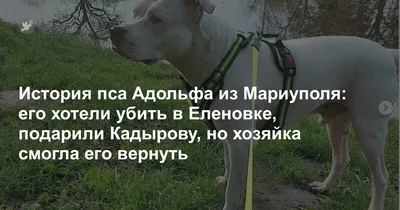 В Саратовской области разрешили эвтаназию для бездомных собак — Регион 64