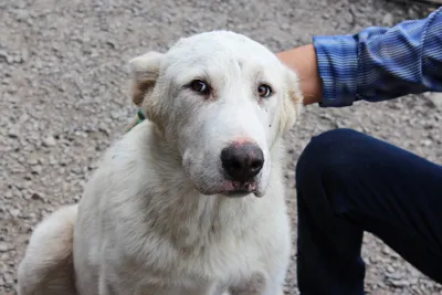 Цыденов: власти Бурятии не планируют ограничивать возможности содержания  собак – ОСН