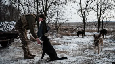 История пса Адольфа из Мариуполя: его хотели убить в Еленовке, подарили  Кадырову, но хозяйка смогла его вернуть