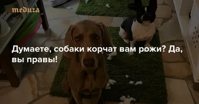 Глава Чечни сообщил о возвращении хозяйке пса из «Азовстали» | ИА Красная  Весна