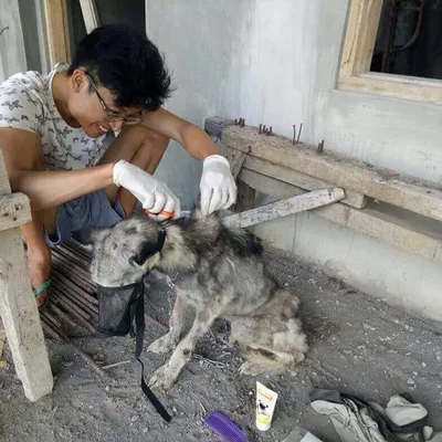 Пропавшая собака Рамзана Кадырова нашлась в Ингушетии - ТАСС