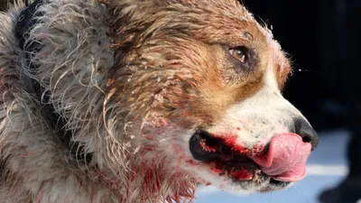 Живодеры разорвали пищевод избитой собаки Кудряши деревянным прутом —  Регион 64
