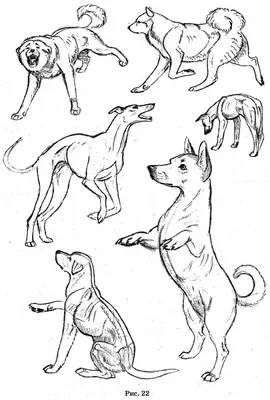 картинки : собака, животное, Млекопитающее, жопа, Позвоночный, порода собаки,  Шар-пей, Бульмастиф, Бурбуль, Собака, как млекопитающее, Карниворан, Собака  породы группа, Собачьи скрещи, Tosa 3804x2174 - - 1169173 - красивые  картинки - PxHere