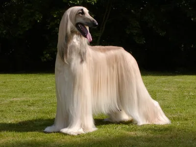Породы собак с длинной шерстью: подборка длинношерстных собак с фото