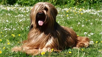 Бриар собака: фото, характер, описание породы