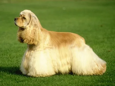 Порода собак с длинной шерстью - 73 фото