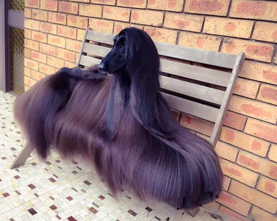 Большая порода собак с длинной шерстью (73 фото) - картинки sobakovod.club