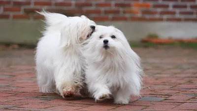 Маленькие собаки, фото пород собак маленького размера