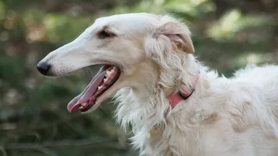 Породы собак с длинными волосами: список и обзор длинношерстных псов