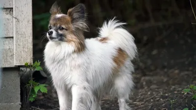 Ушастые питомцы: ТОП-5 собак с длинными ушами