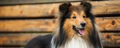 Борзые собаки 🐕 — описание 8 пород борзых, фото и особенности ухода
