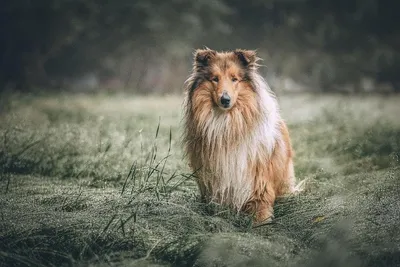 Папильон собака: фото, характер, описание породы