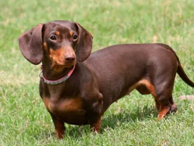 Такса: достоинства немецкой породы собак с короткими лапами | Пикабу