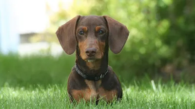 Собака щенка Bloodhound с короткими волосами и короткими ногами и длинным T  Стоковое Изображение - изображение насчитывающей весна, прелестное:  115445137