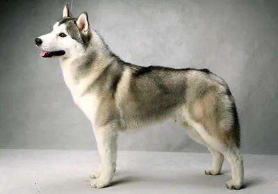 Ездовые собаки Севера | Об Арктике и Антарктике | Дзен