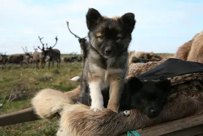 Северные питомцы: фото для использования в блогах | Северная Инуитская  собака Фото №84799 скачать