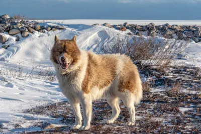 Северные породы собак: список пород с фото и описанием