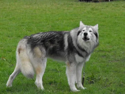 В Северной Осетии начали разводить редких собак с суровым взглядом - 15-Й  РЕГИОН