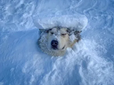 Домашний волк? Северная инуитская собака! | ZOO CHANNEL | Дзен