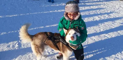 Северная инуитская собака - 77 фото