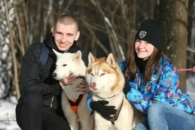 Новый «Дом северной собаки»: Кемпинг, ферма и эко-туры под Петушками