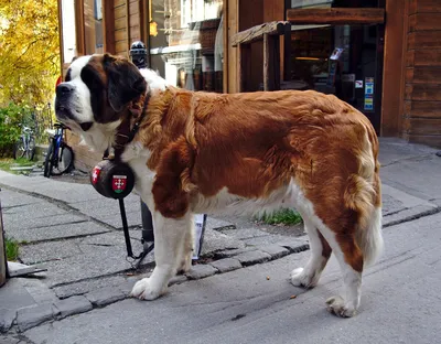 Собаки-спасатели из России поехали в Турцию, чтобы помочь людям после  землетрясения - Питомцы Mail.ru