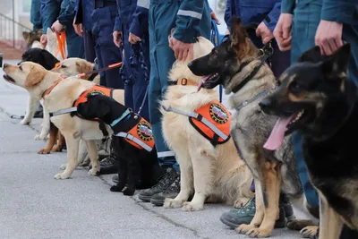 Собаки-спасатели: как они стали национальным достоянием? - 23.02.2023,  Sputnik Азербайджан