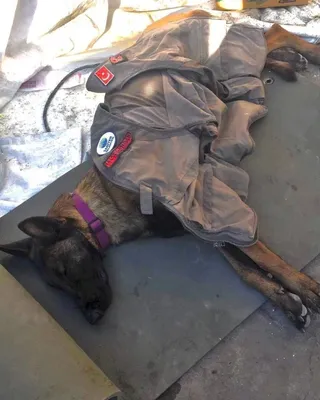 Ракетный удар по многоэтажке в Днепре – собаки помогают искать людей под  завалами - Pets