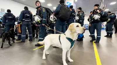 Ищут пострадавших после ракетных обстрелов: Зеленский показал работу собак- спасателей - МЕТА