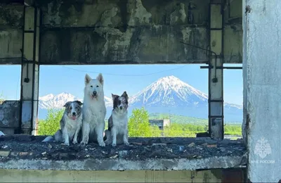 Истории собак, которые ищут живых под завалами в Турции