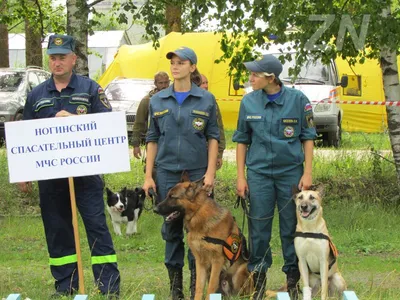 Карагандинские собаки-спасатели прошли экзамены для поисков в режиме ЧС