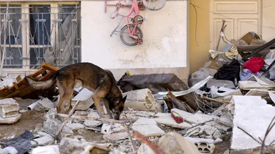 Искать людей под завалами тренировались камчатские собаки-спасатели – ИА  Камчатка