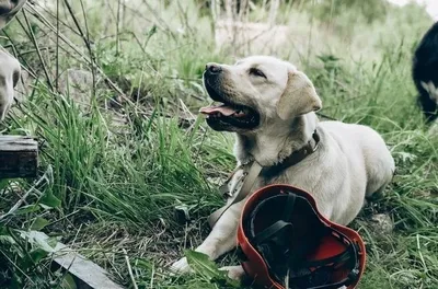 На Камчатке собаки-спасатели искали людей под завалами – Новости Камчатки –  Информагентство 41